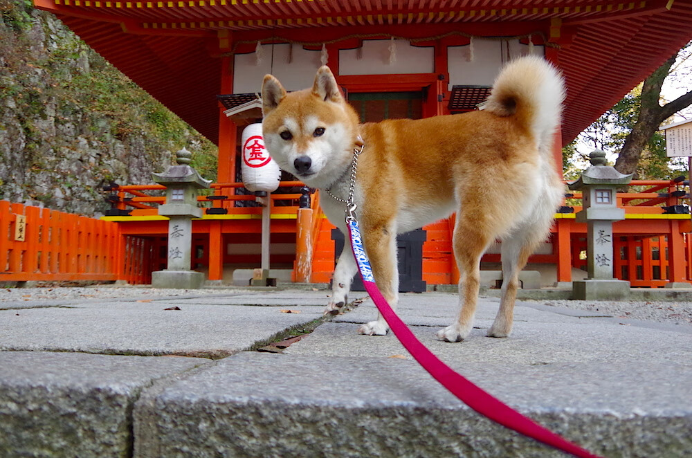 NBA新兴市场拓展策略，全球化步伐不断推进，nba 新球