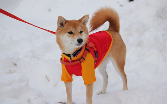 Kaiyun官方登录入口-《《堡垒之夜》推出春节主题特别皮肤，吸引群众关注》，端游堡垒之夜活动