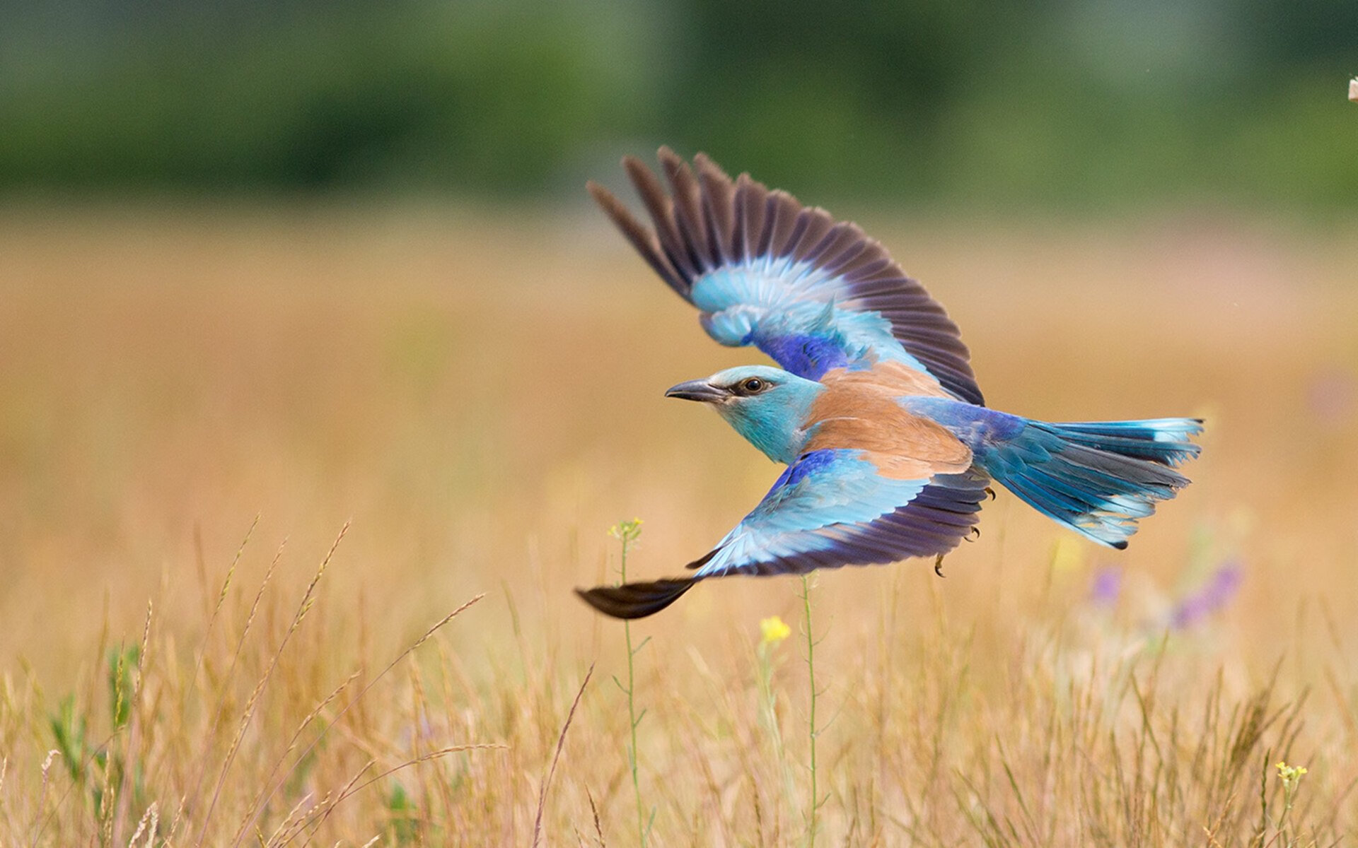 中国足球云端技术推动移动观赛新体验，足球移动app