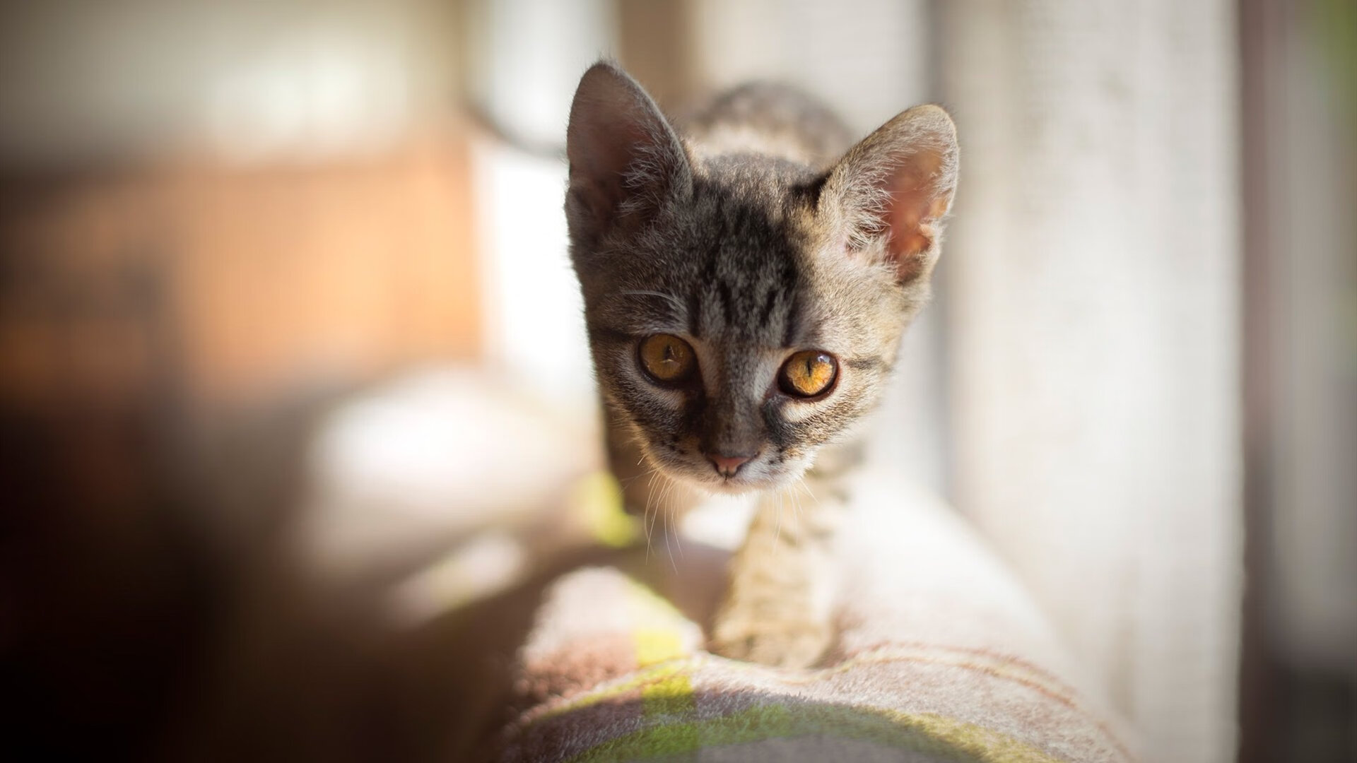 从比分看胜负:本周比赛最令人振奋的战绩,比分数据