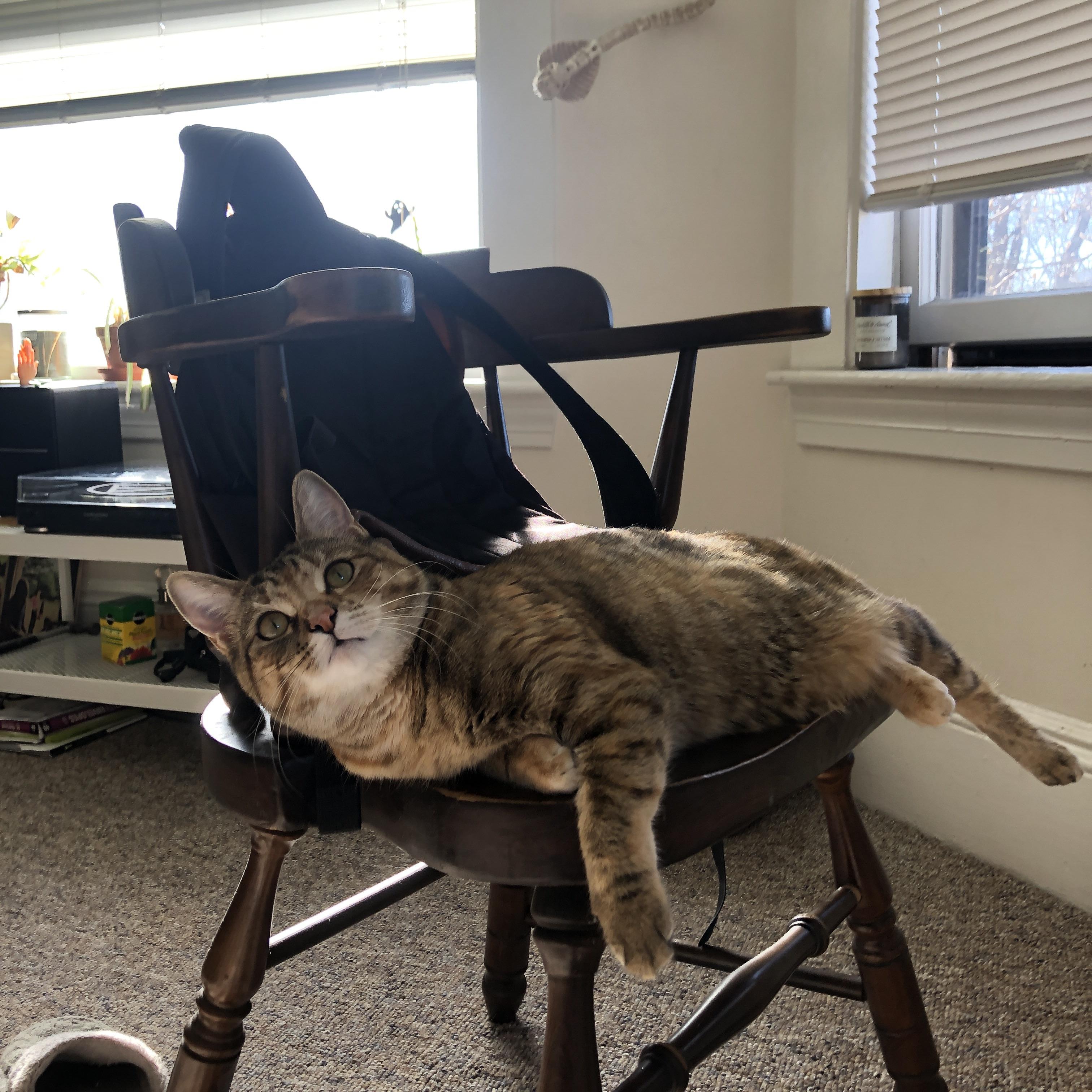 塞内加尔队在巴黎奥运会比赛中多次通过二次进攻得分，塞内加尔奥运会出场顺序