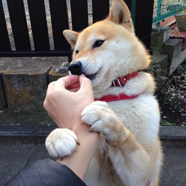 射箭飞镖对抗赛,精准射击技艺比拼,飞镖与射击射箭的区别