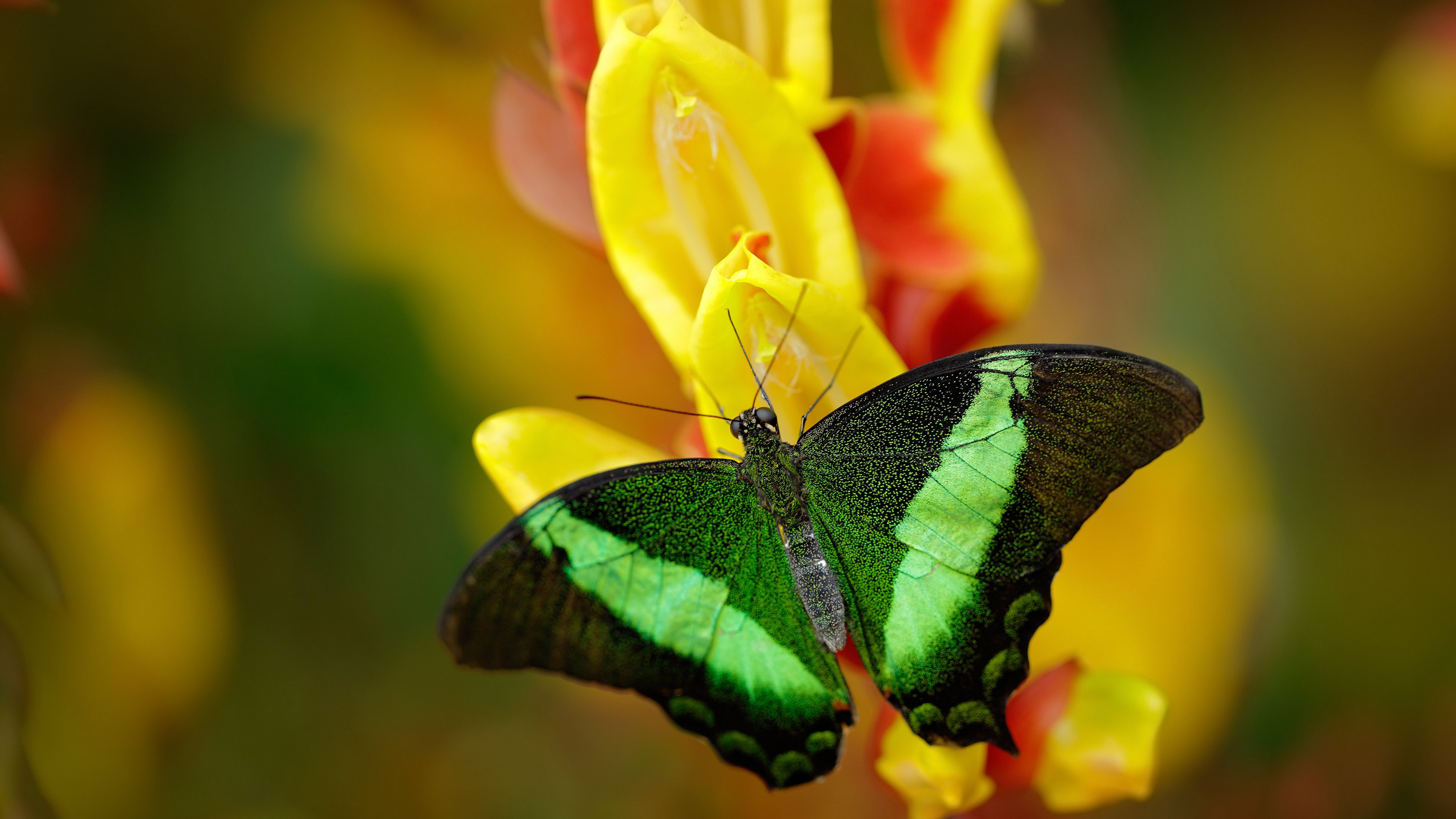 开云官方网页登录-英雄联盟 JDG战队新阵容首秀表现抢眼，lol jd战队