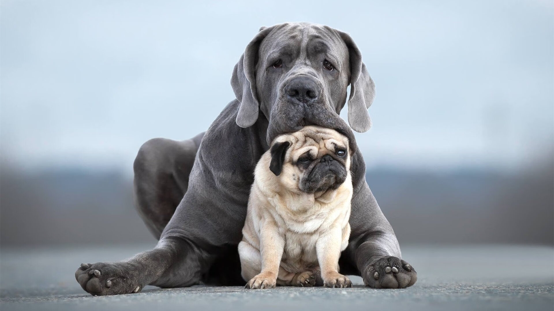 PSV埃因霍温在2023-24赛季以91分夺得荷甲冠军,创下新纪录。,psv埃因霍温足球俱乐部