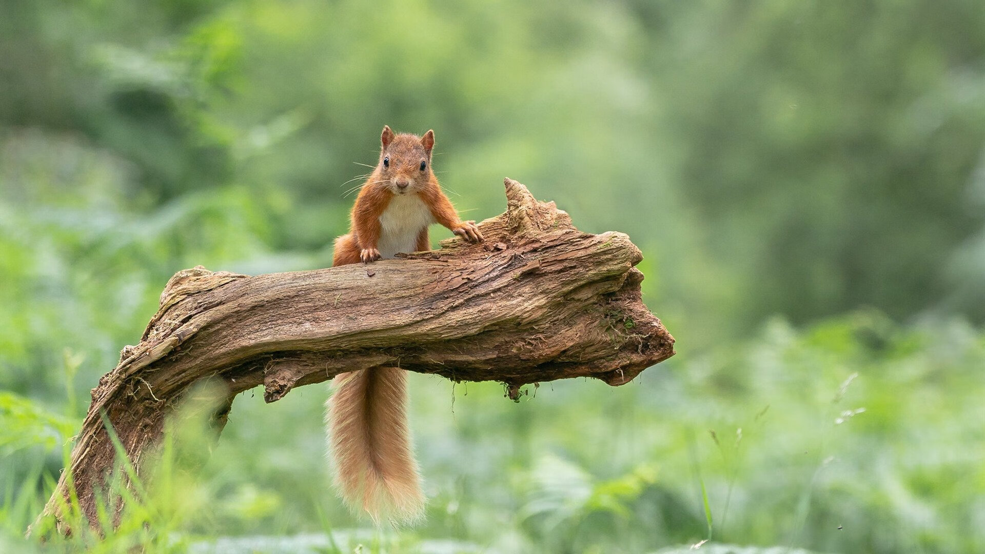 KAIYUNAPP-东京奥运备战：澳大利亚篮球队将在荷兰展开强化集训，奥运会澳大利亚篮球队阵容