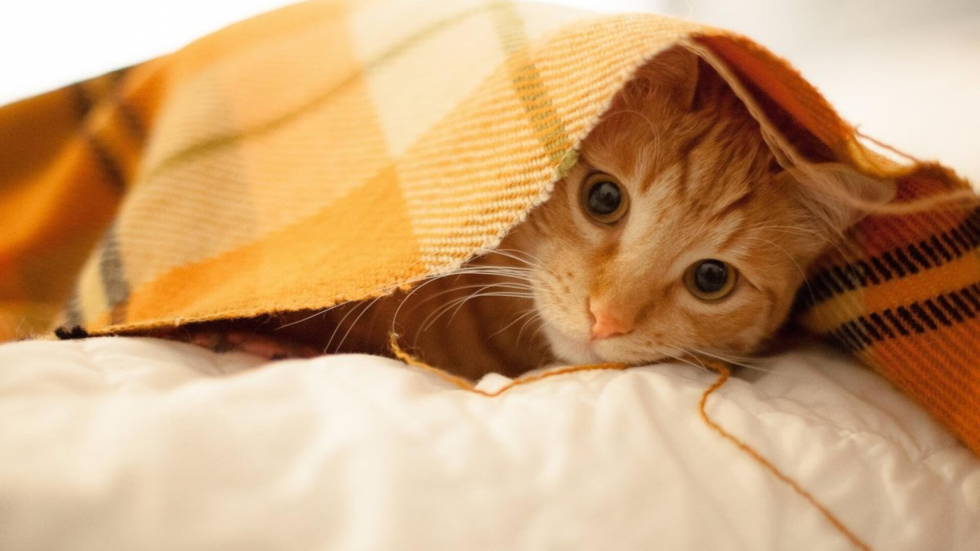 开云中国大陆-关键马术赛场失误改变战局走向，马术比赛失败