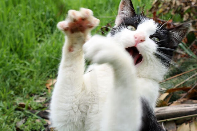 开云官方-女足世界杯精彩瞬间集锦，女足世界杯精彩瞬间集锦视频