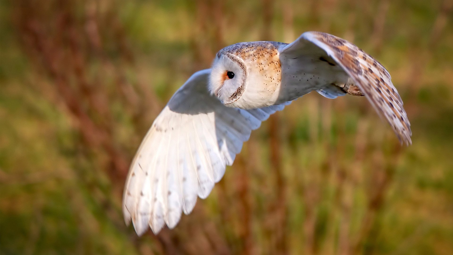 摩纳哥客场大胜马德里竞技，晋级欧冠八强，摩纳哥欧冠亚军主力阵容