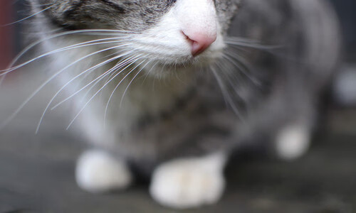 智利选手以毅力战胜困境,智利友谊赛