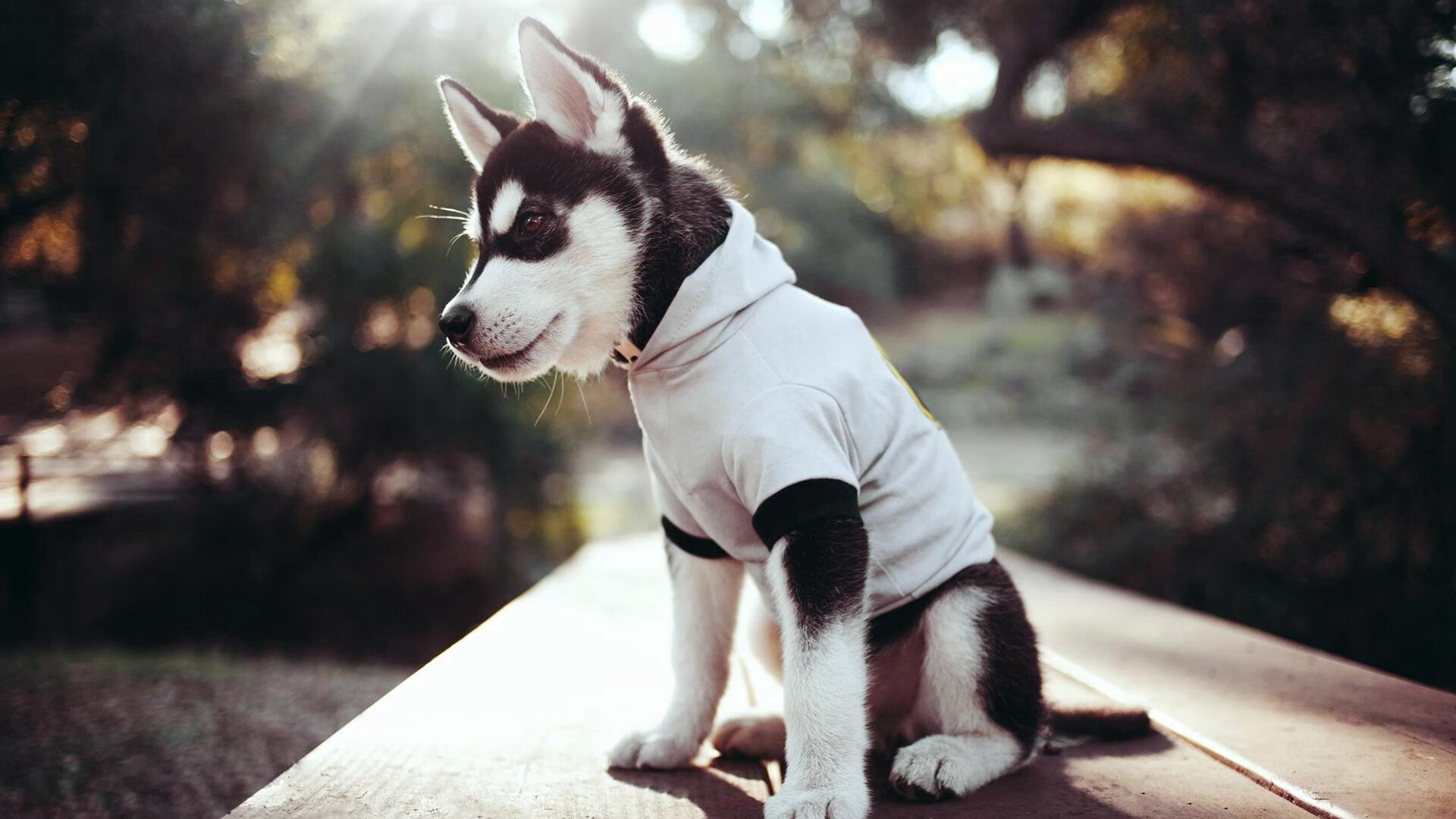 曼联逆转狼队，B费补时绝杀引爆梦剧场，曼联逆转夺冠