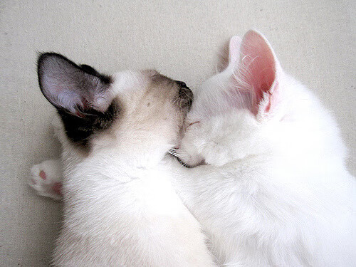 枫叶队进攻配合默契,轻松取胜对手,枫叶队marner