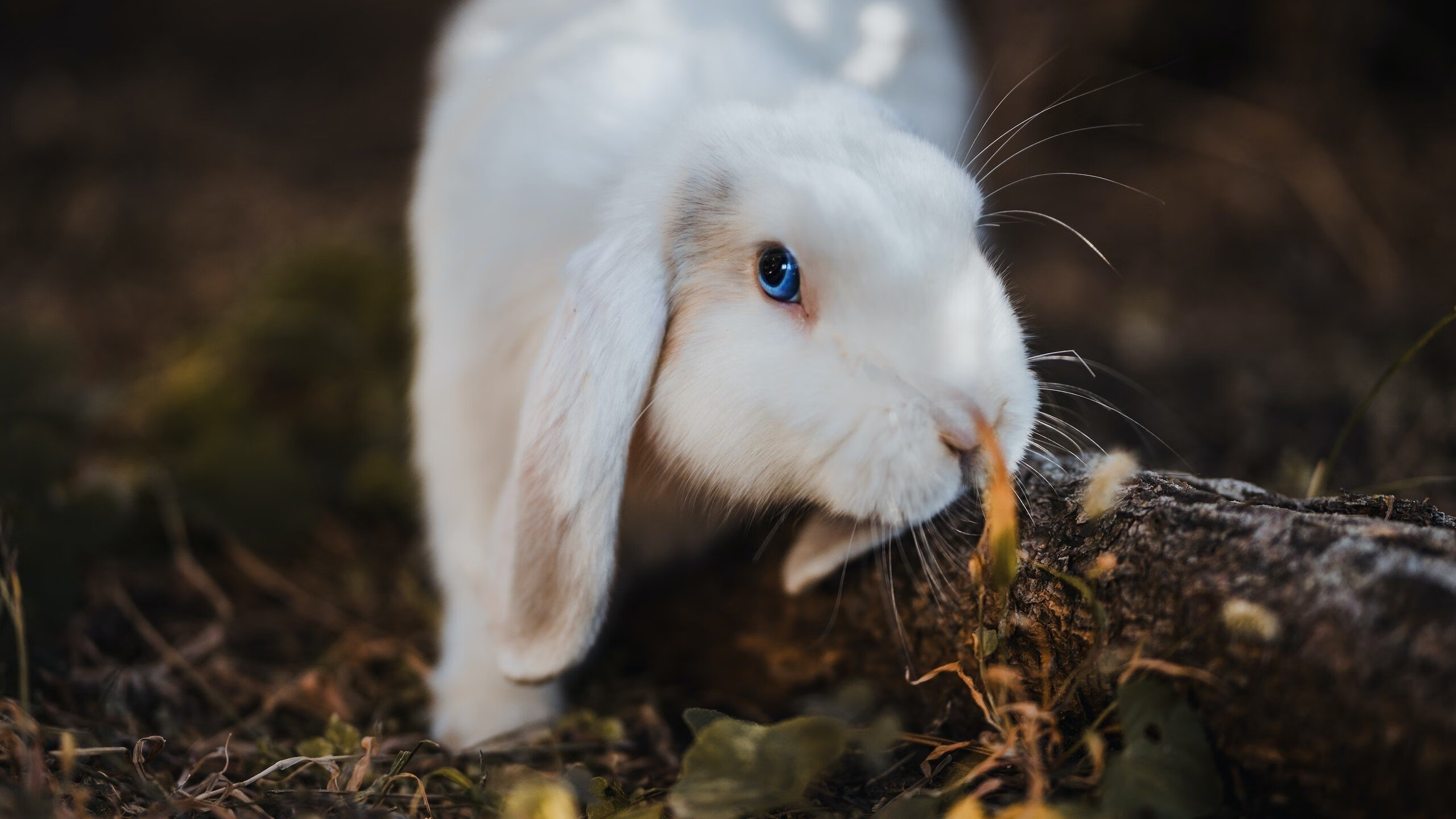 kaiyun官方入口登录-球队磨合情况良好，备战冠军争夺战，球队配合