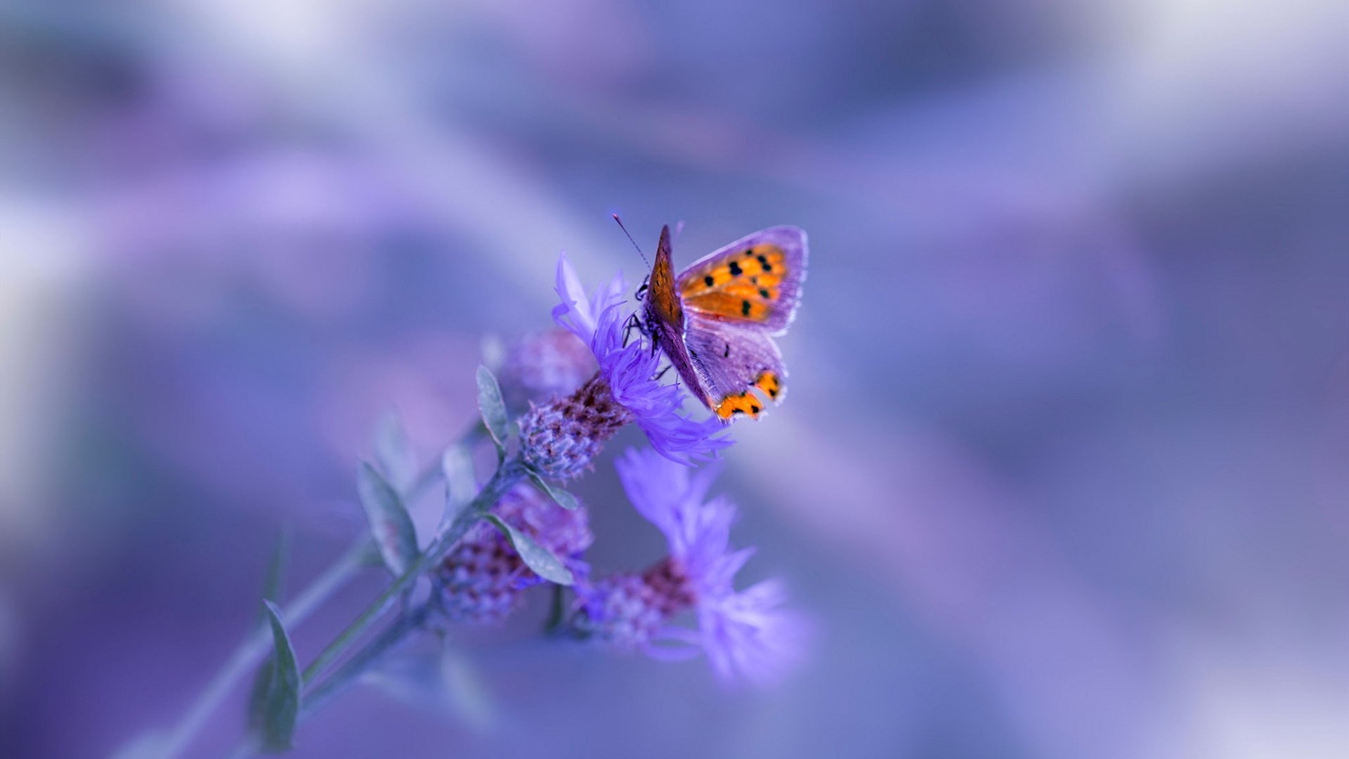 突尼斯球队防守端表现出色，突尼斯联赛积分榜