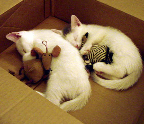 联盟是否应为球员提供家庭法律服务援助,联盟是否应为球员提供家庭法律服务援助申请