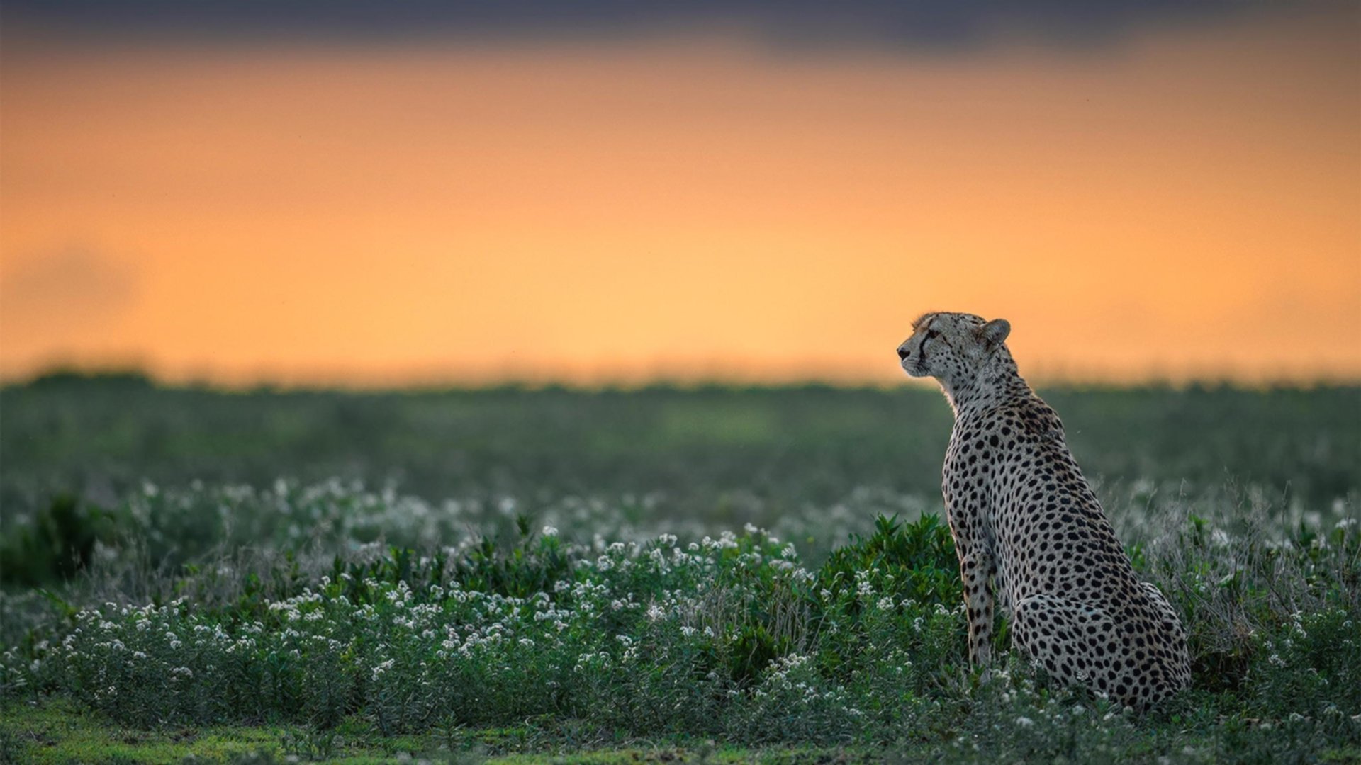 高校运动训练科学管理模式创新实践,运动训练科研管理工作要求