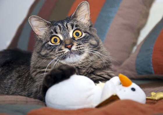 瑞典队战术解析：如何利用变化创造制胜机会，瑞典队员