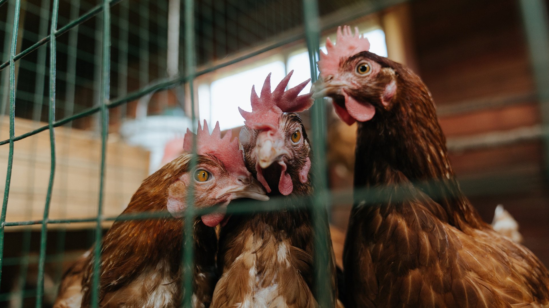 德甲攻守兼备：战略、力量双双出色！，德甲强度