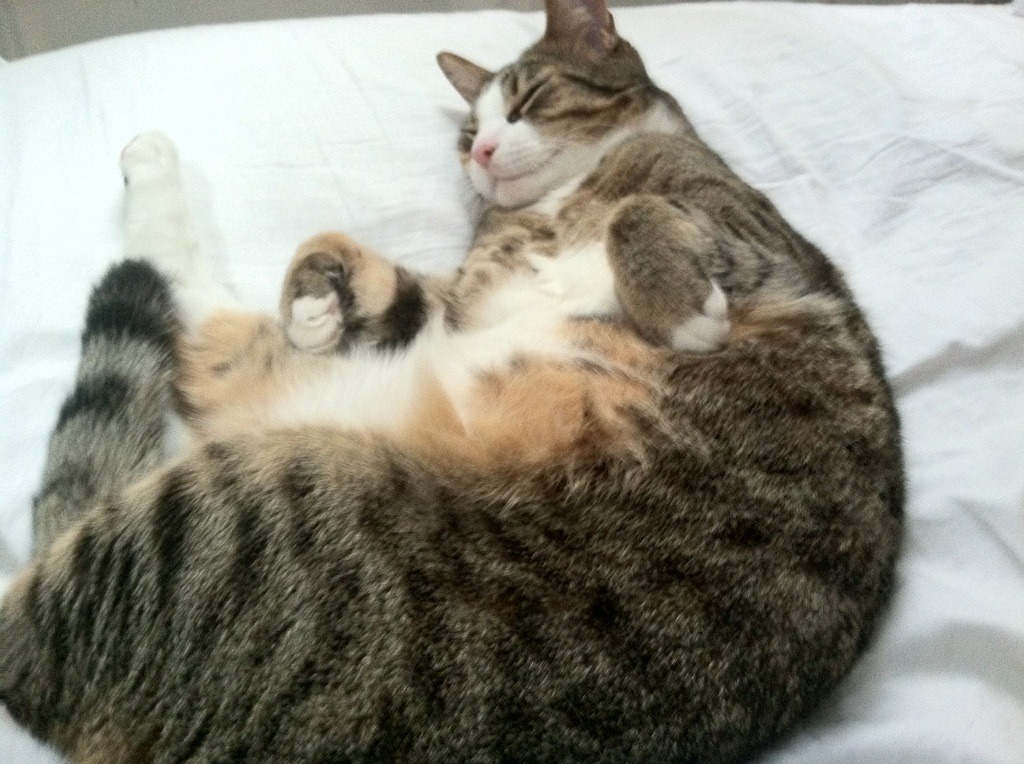 林丹回应退役后生活称更自由了，林丹退役后打球