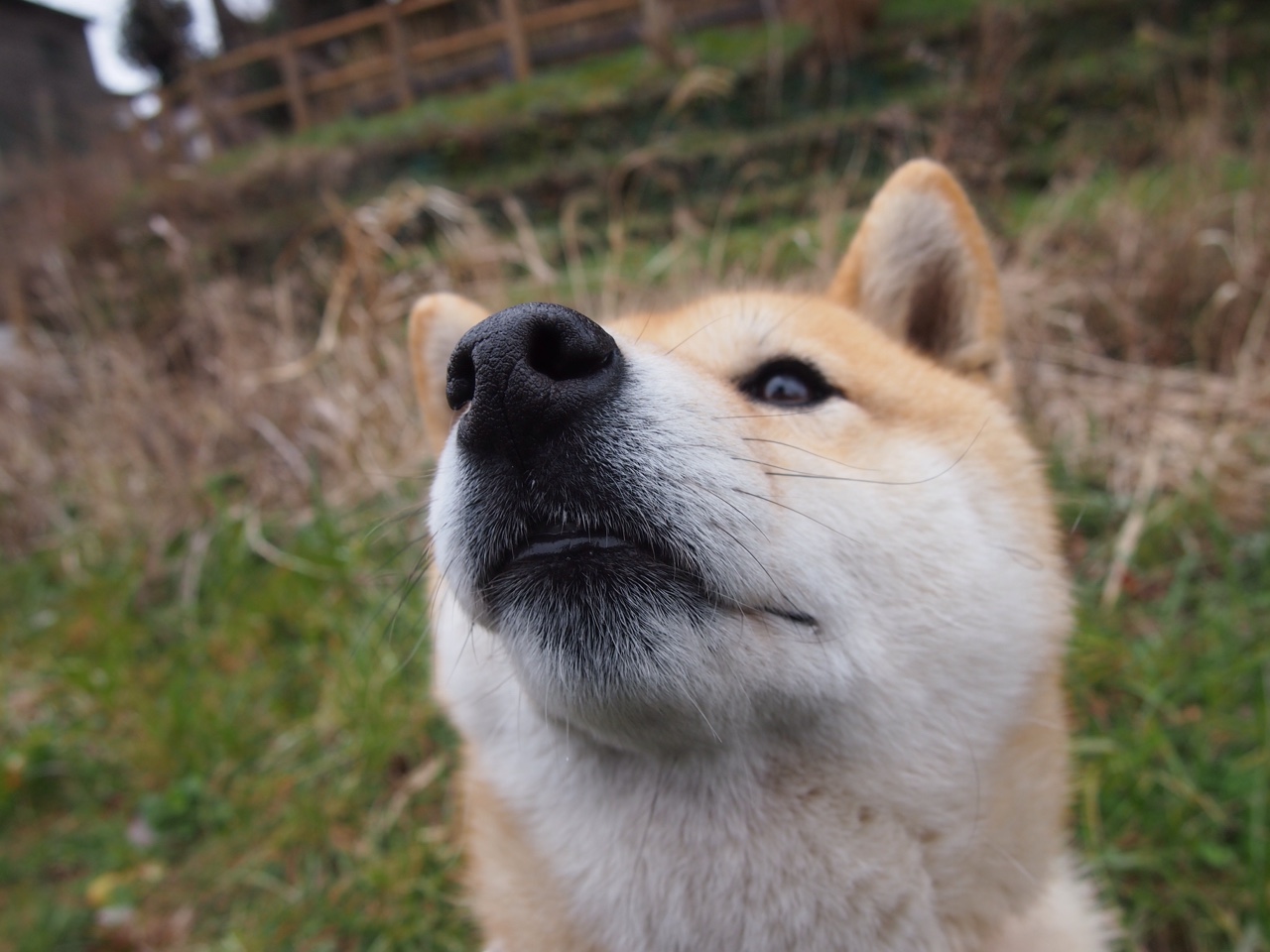 澳大利亚袋鼠队的紧凑型进攻,让对手防不胜防,澳大利亚袋鼠打人吗