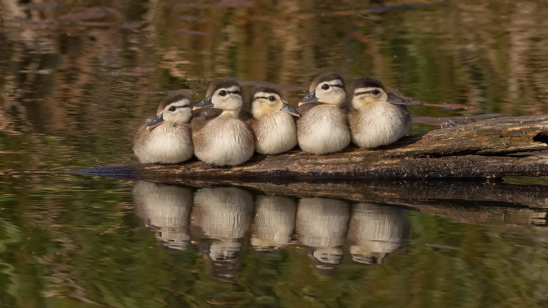 约翰·恩多耶-布鲁阿尔以坚韧精神挑战极限，恩内斯特·布鲁佛