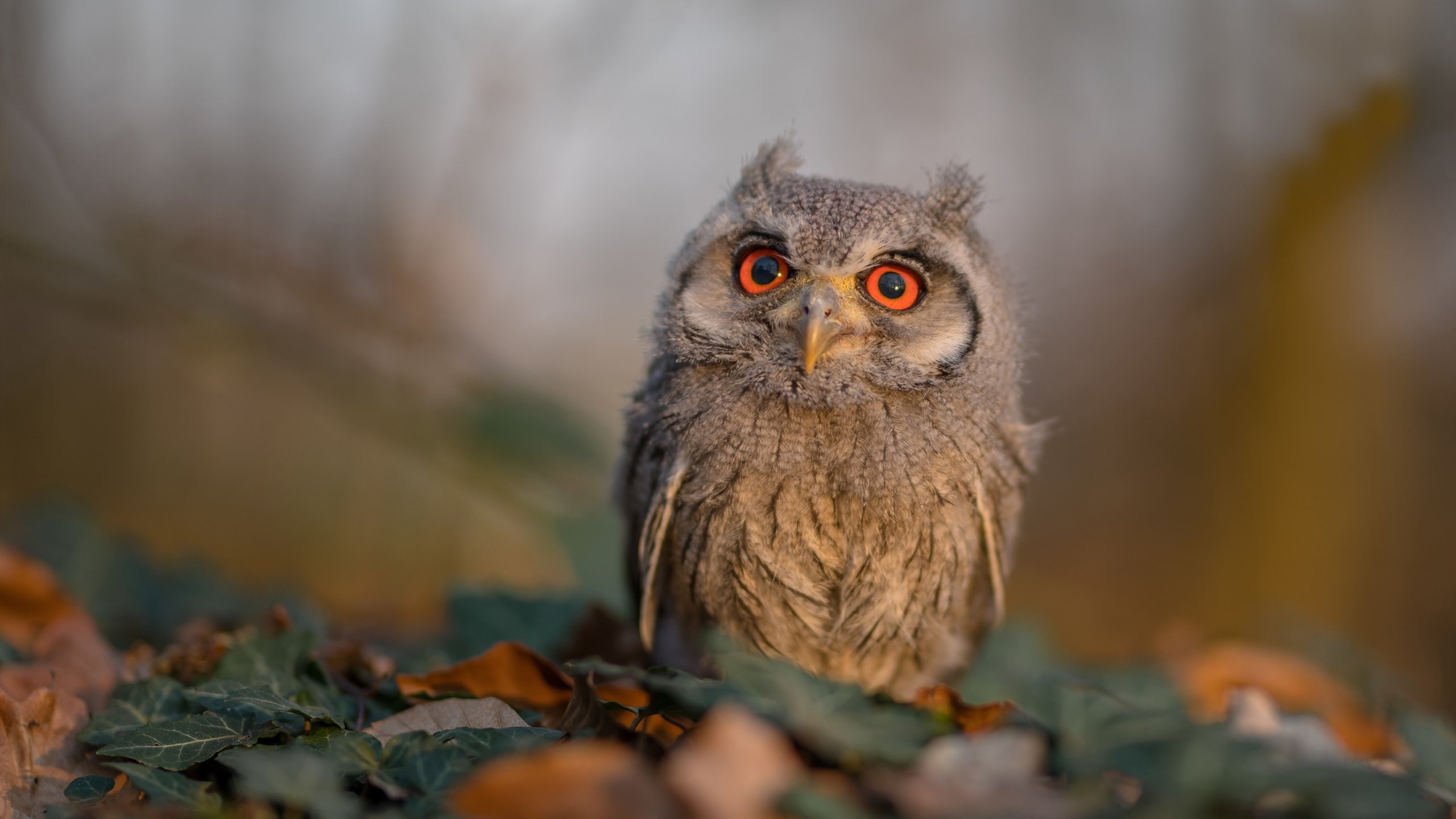 开云·Kaiyun网页版-阿根廷青年军崭露头角，未来可期